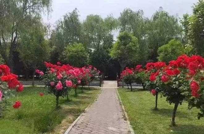 西安奉正塬公墓在骨灰寄存期間遇到天災(zāi)或人為不可抗拒力量時(shí)如何處理？