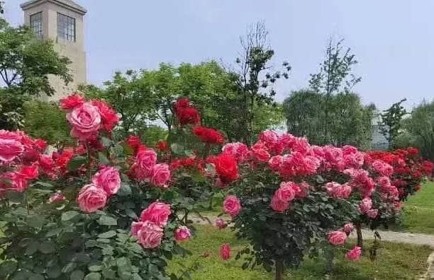 奉正塬公墓清明節(jié)提供哪些文明祭掃方式？