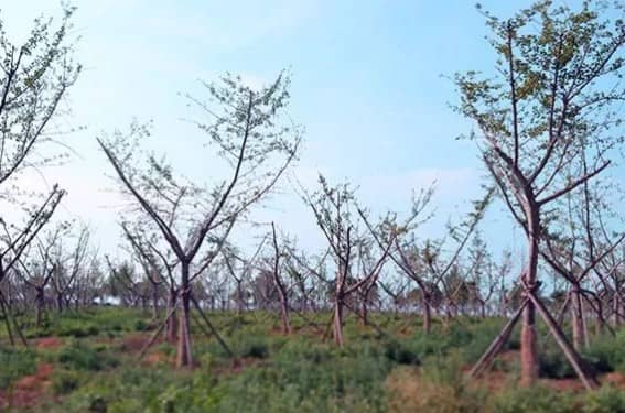 西安壽陽山墓園的具體位置在哪里？其建立背景如何？