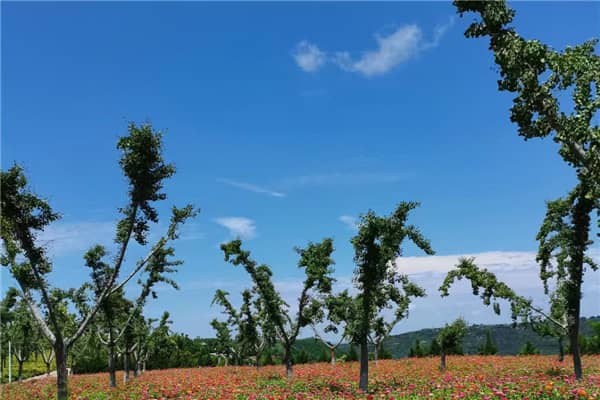 壽陽山公墓的具體位置在哪里？其地理環(huán)境有何特色？