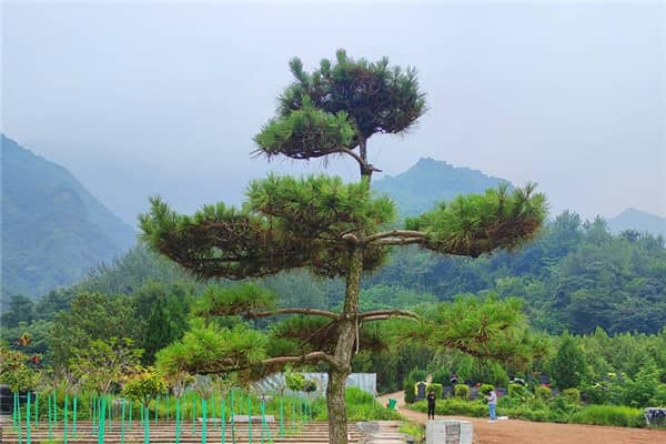 在選擇西安九龍山公墓的立碑葬式時，家屬應該考慮哪些因素？