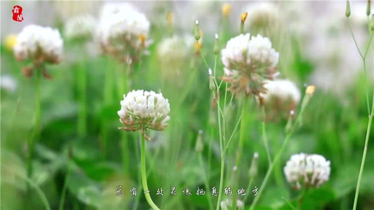 西安霸陵陵園的樹葬服務(wù)有哪些獨(dú)特之處？