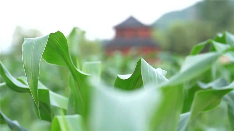 西安霸陵墓園新區(qū)提供的便民服務有哪些，如何提升客戶體驗？