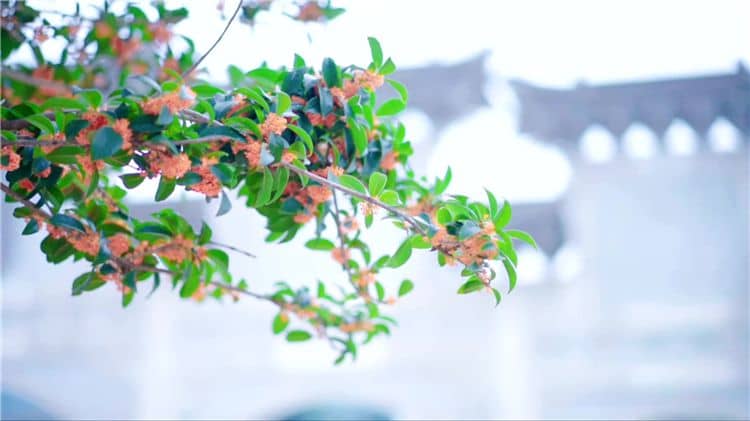 如果我對西安霸陵墓園的服務(wù)或業(yè)務(wù)有任何疑問，應(yīng)該如何聯(lián)系他們？
