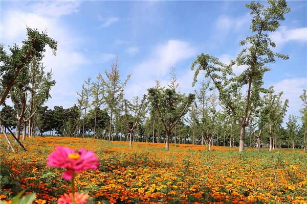 西安墓園選址最新消息公布：如何根據(jù)最新政策選擇墓地？