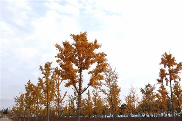 清明節(jié)：緬懷先人與春日踏青的雙重節(jié)日