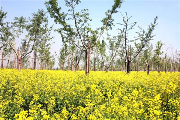 墓穴安放證補(bǔ)辦注意事項(xiàng)及常見問題解答